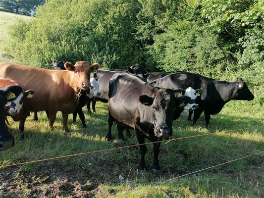 Our Dexter herd