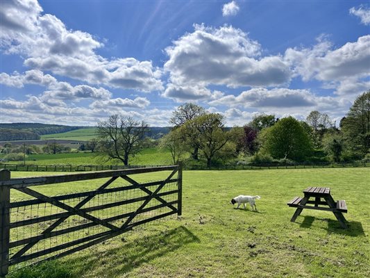 Dog exercise paddocks