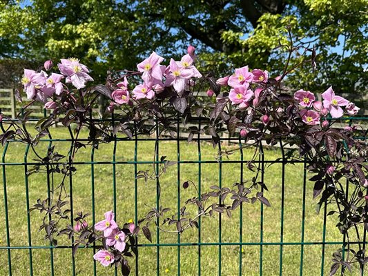 garden faces lawn and hedge with bridleway and farm beyond