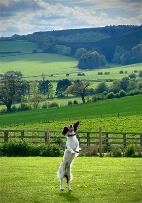 Enclosed dog paddock with view