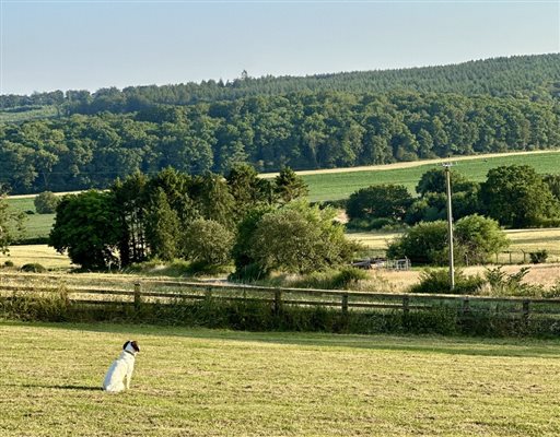 Paddock view