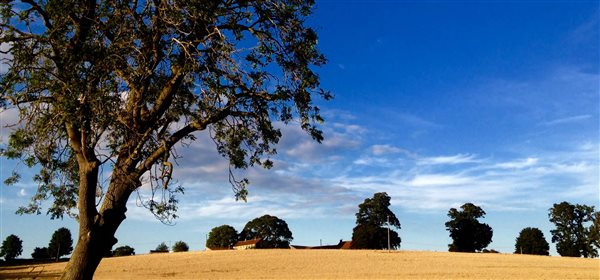 Cornfield