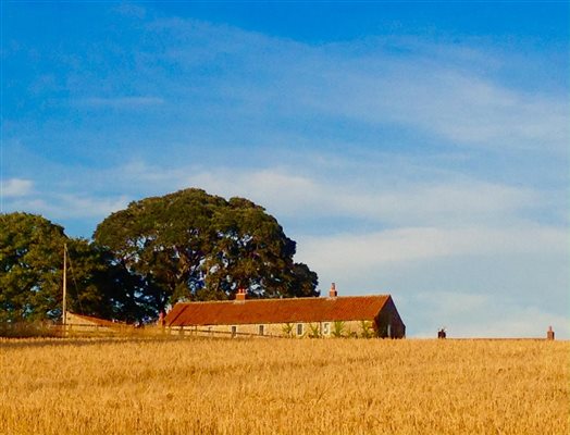 harvest view
