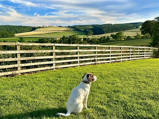 Dog paddocks with views 