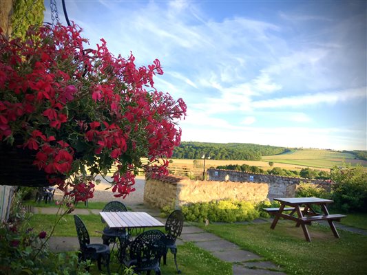 Summer in the courtyard garden