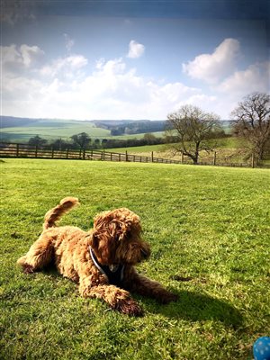 Enclosed dog exercise paddock