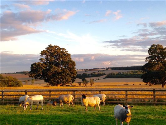 Sheep overlooking the Howardian Hills AONB