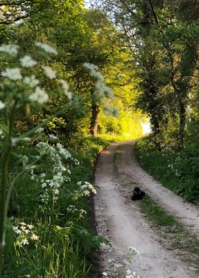 summer walk