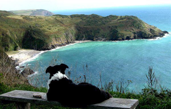 Lois is a dog friendly cottage 