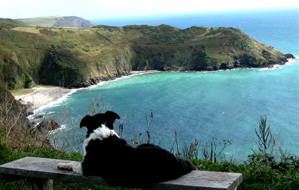 Dog Frendly, close to the coast
