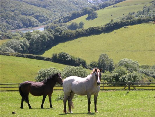 Horse riding available 