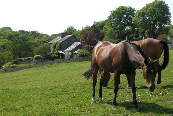 Horse riding available 