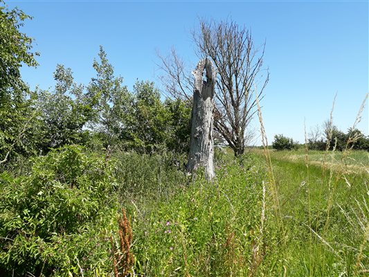 Unusual tree on the farm