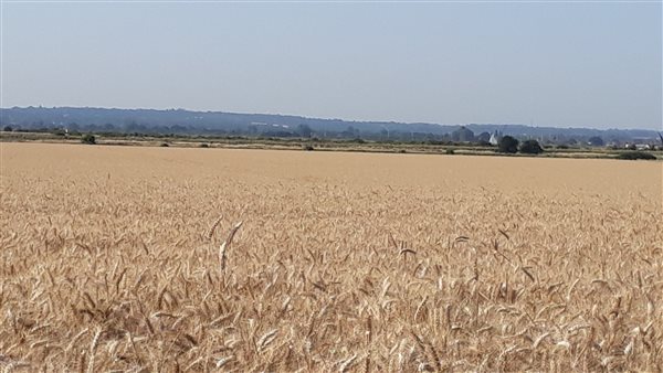 Field of wheat. View towards Maldon