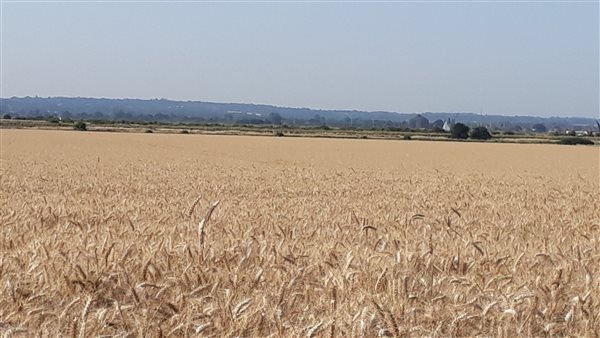 Field of wheat. View towards Maldon Field of wheat. View towards Maldon
