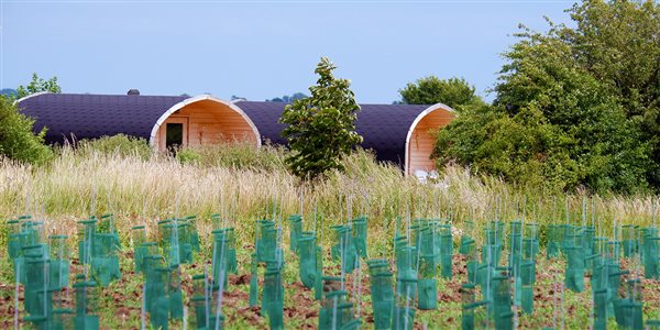 View of glamping pods from vineyard