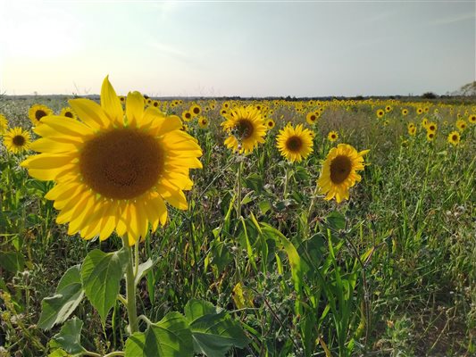 Sunflowers on the farm