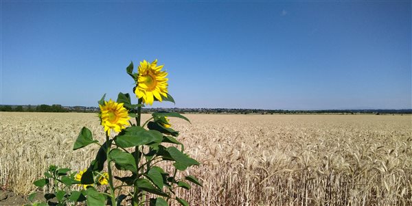 Sunflowers, farm, wheat, field, view, maldon, essex, blackwaterestuary, horizon