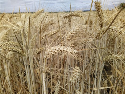 wheat, field, crops, farm, uk, essex, maldon, mundon