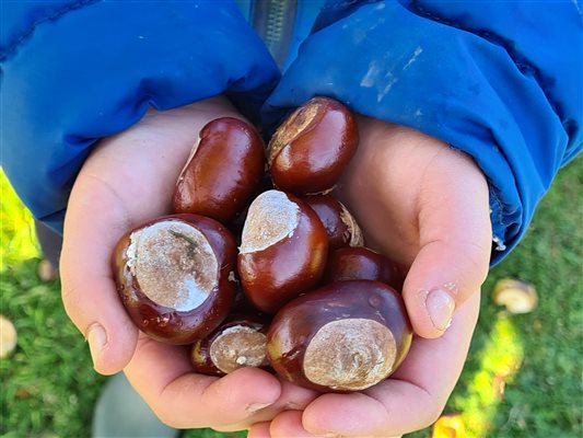 Collect conkers in the Autumn