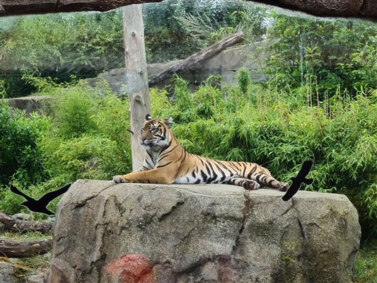 tiger at Chester Zoo