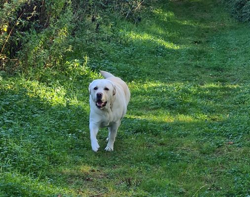 dog running