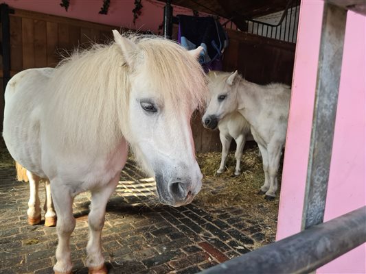 Pony at Park Hall Farm