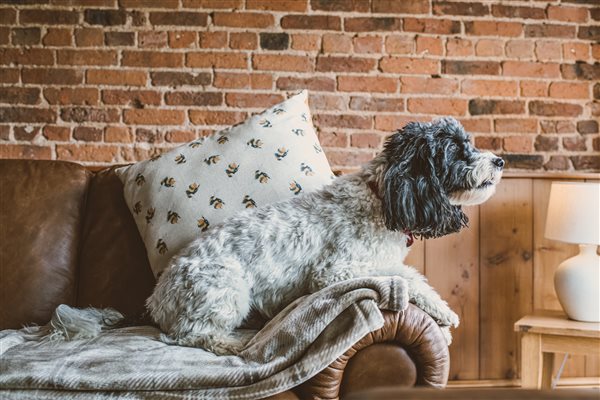 Dog friendly