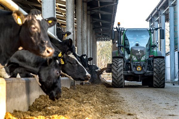 Breakfast time with the cows