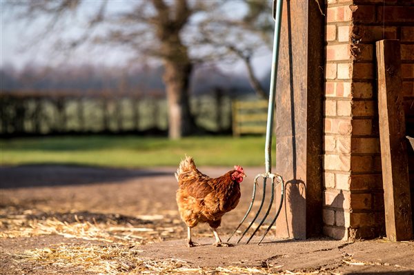 Chicken at Wheatacre