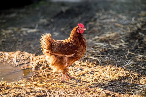 Wheatacre Hall Barns chicken