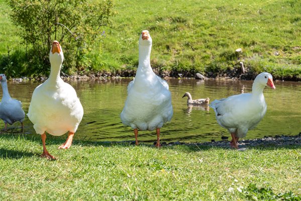 Geese honking by the pond