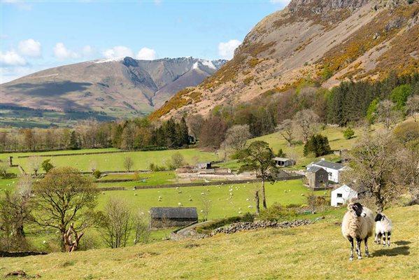 Fornside Farm sheep lamb view