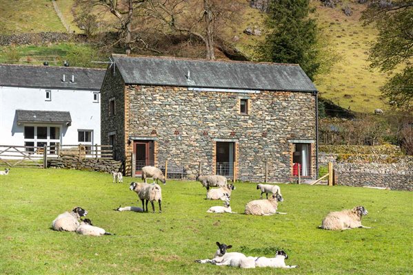 Sheep by farm