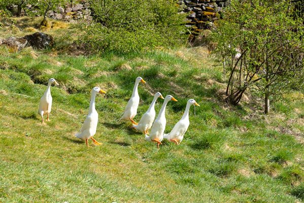 Indian Runner Ducks