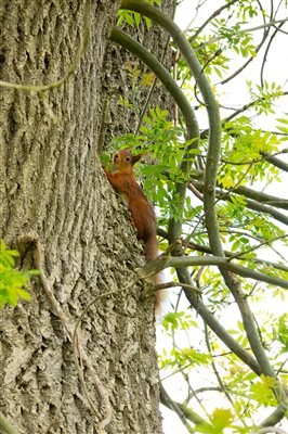 Red Squirrel