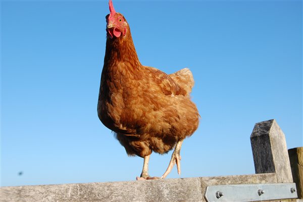 Treberfedd Farm Holiday Cottages Eco Holidays chicken