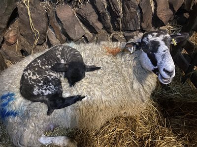 Pickwell Barton, Farm Holiday Cottage