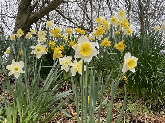 Springtime in Devon