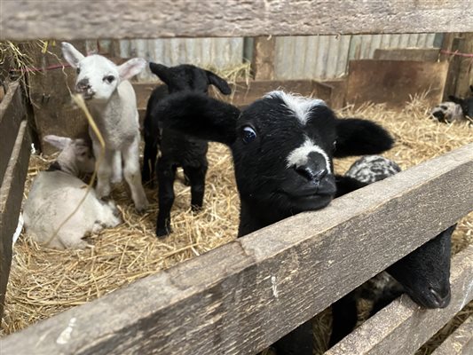 Lambing Live at Pickwell Barton 