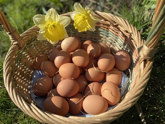 enjoy our free range eggs for breakfast at Pickwell barton