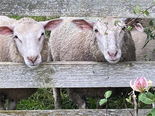 Lambing Live at Pickwell Barton 