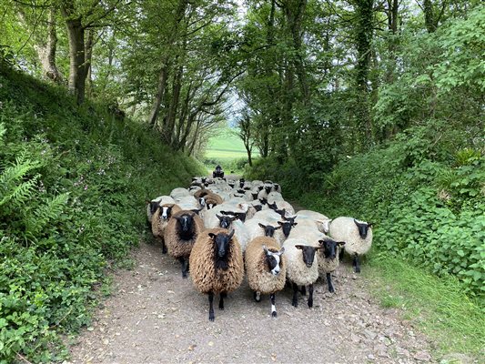 working sheep farm in Devon