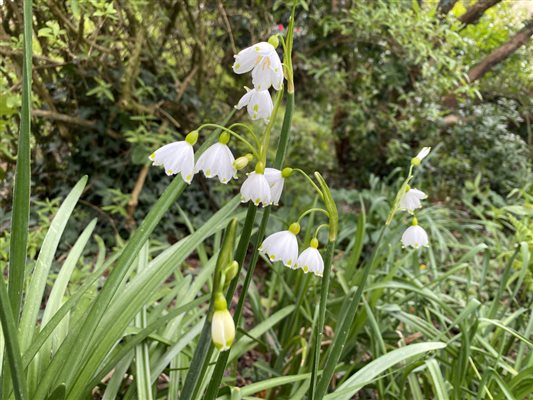 Snowdrops and daffodils Beautiful Pickwell barton
