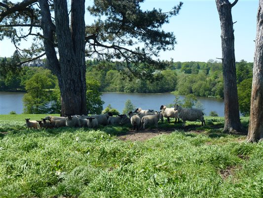 sheep and lake