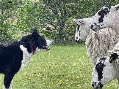 Mosedale End Farm B&B