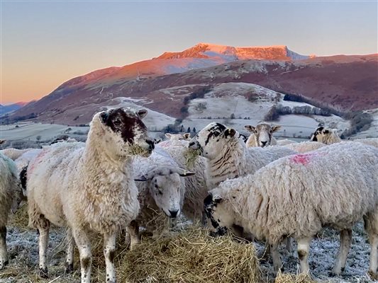 Mule sheep at Mosedale