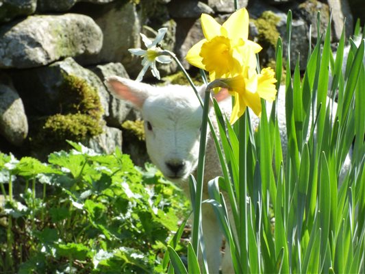 Lambing time in April