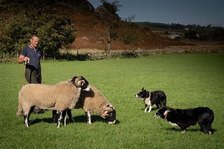 Mosedale End Farm B&B