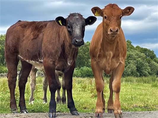 Calves at Mosedale